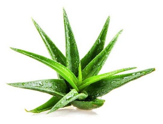 ALOE VERA